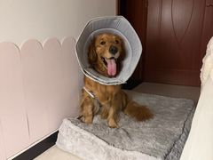 -美联众合动物医院·24h京西诊疗中心