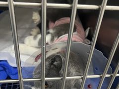 -中农国际动物医院24小时·猫科·骨科·急重症中心