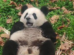 -都江堰中华大熊猫苑