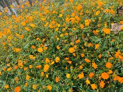 -合肥滨湖国家森林公园