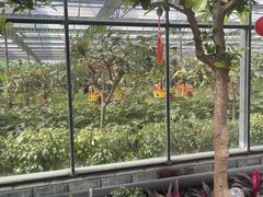 -南宫五洲植物乐园