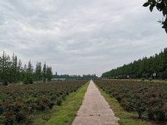 -上海长兴岛郊野公园