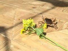 螃蟹-看见远方·莫干遥远的山民宿