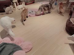 -momokira米努特·德文卷毛猫·棉花面纱犬