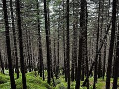 -芦芽山旅游度假区