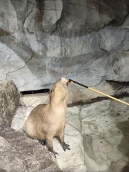 -Zoolung Zoolung动物主题公园(海信广场店)