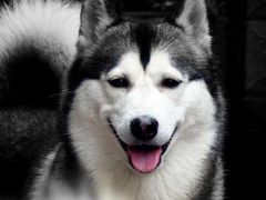 -Husky Go! 哈士奇体验馆·宠物咖啡厅狗咖