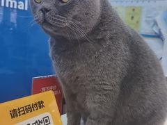 -全心全意连锁动物医院·微创中心·内科急重症·心脏专科(丰管路店)