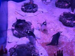 -暹罗海洋世界