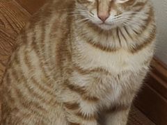 -瑞派康怡24h宠物医院·犬猫医疗中心·微创绝育(瑞景分院)