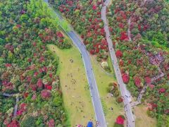 -贵州百里杜鹃风景名胜区