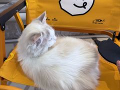 -平行世界·猫咖(首经贸店)