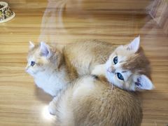 -猫十亿·布偶金渐层·曼基康矮脚猫舍(青年路店)