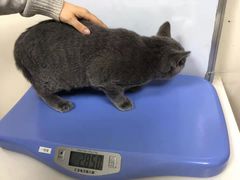 -美联众合动物医院·24h转诊中心