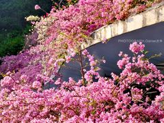 -深圳仙湖植物园