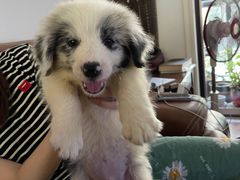 -翊宠yipet猫狗购宠庄园犬舍•猫舍