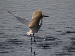 -广东花都湖国家湿地公园