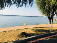 -丁香湖公园