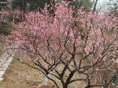 -九华山公园