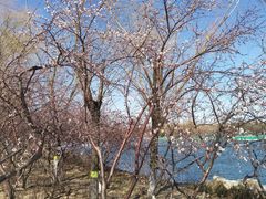 -大兴滨河森林公园