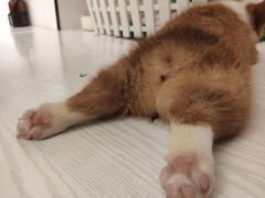 -浣熊柯尔鸭土拨鼠·电玩咖