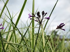 -三圣花乡旅游区