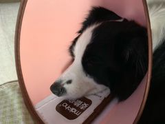 -萌兽医馆·宠物医院·猫骨科(创景店)