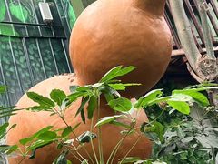 -呀路古热带植物园