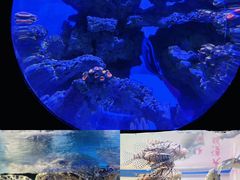 -烟台海昌鲸鲨海洋公园