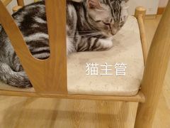 -猫咪派对(江南西店)