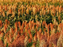 -三圣花乡旅游区