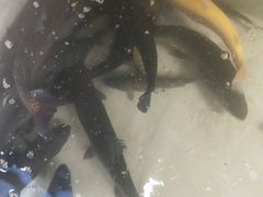 -俺家菜馆(百里峡店)