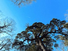 -青岛崂山太清宫