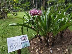 -中国科学院西双版纳热带植物园