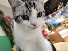 -藏猫猫咖啡主题馆(中央大道店)