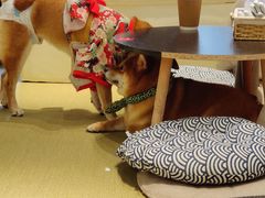 -逗柴咖啡屋·狗咖猫咖宠物桌游