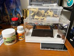 -酷以爬仙阁实体爬宠店·守宫·蜥蜴·专业繁育