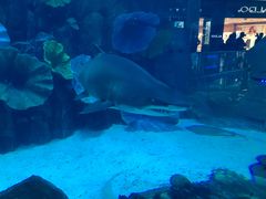 -迪拜水族馆及水下动物园