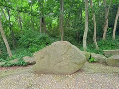 -上海佘山国家森林公园天马山园