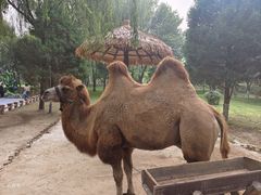 -北京野生动物园