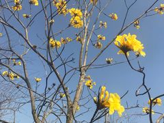-天适樱花悠乐园