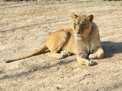 -北京野生动物园