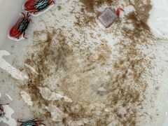 -青石桥花鸟鱼虫市场(叠翠城店)