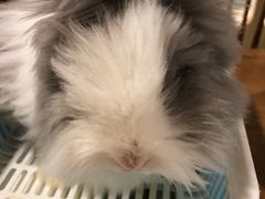 -藦茜花园宠物主题亲子互动体验馆(国顺东路店)