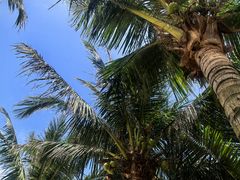 -玫瑰海岸文化旅游度假区