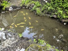 -峡谷浮石林景区