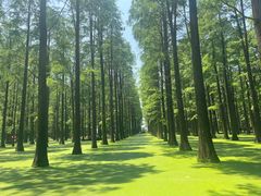 -渌洋湖湿地公园