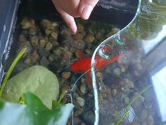 -红糖水都·女生特炖·中式滋补炖(北辰店)