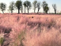 -汉长安城未央宫国家考古遗址公园