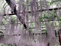 -嘉定紫藤园